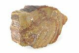 Polished, Petrified Wood (Araucarioxylon) - Arizona #242368-1